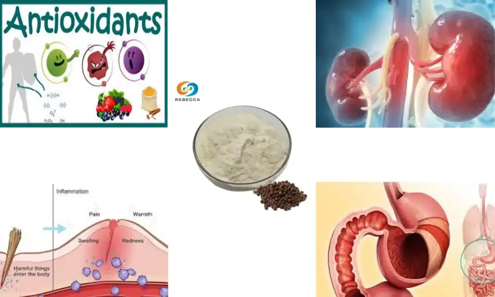 Is piperine good for kidneys?